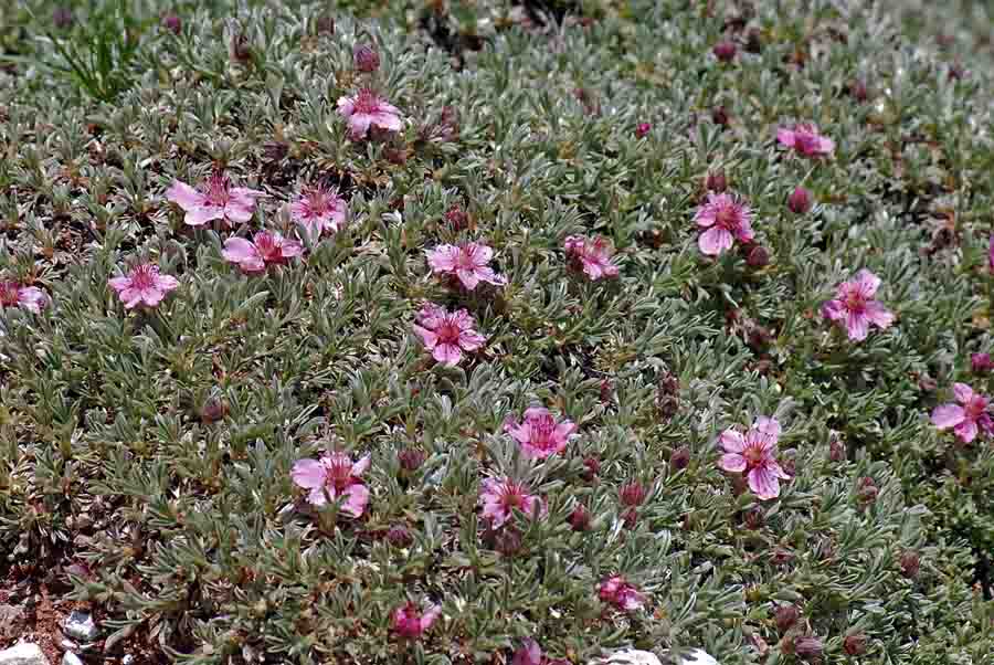 Potentilla nitida / Cinquefoglia delle Dolomiti
